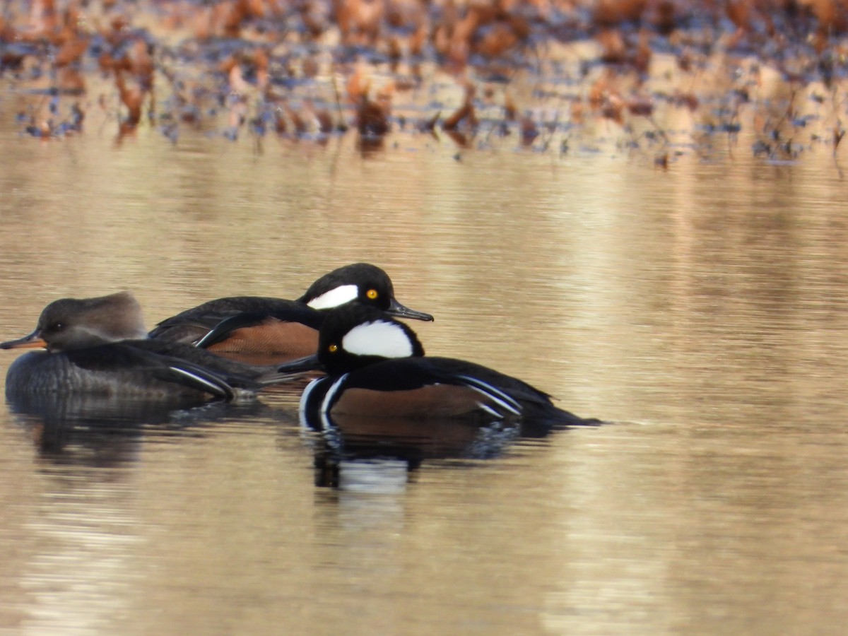 מרגון מקושט - ML646306874