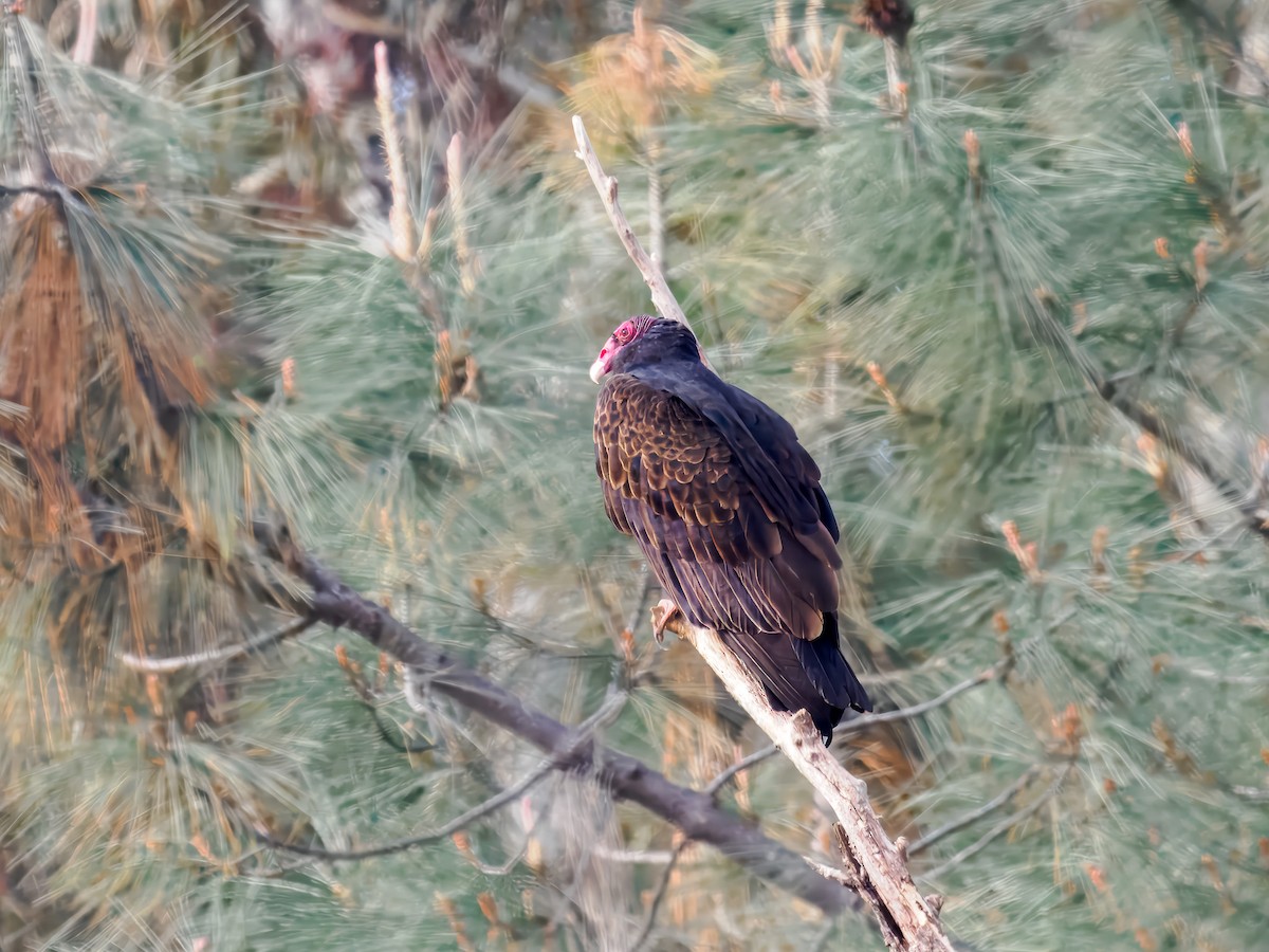 Turkey Vulture - ML646306876