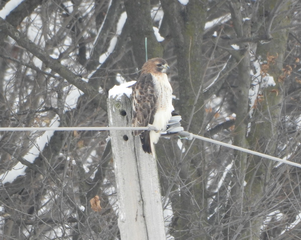 Red-tailed Hawk - ML646306878