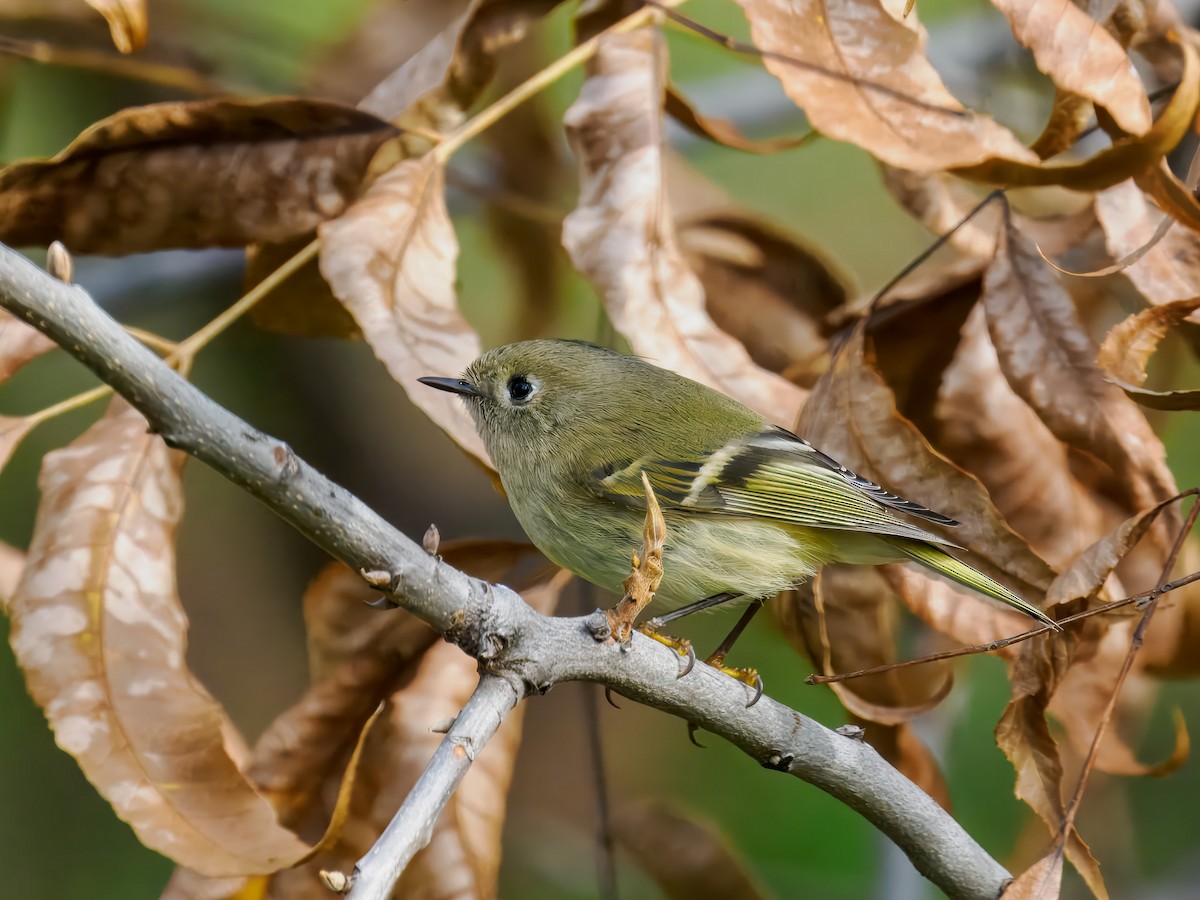 מלכילון אמריקני - ML646306880