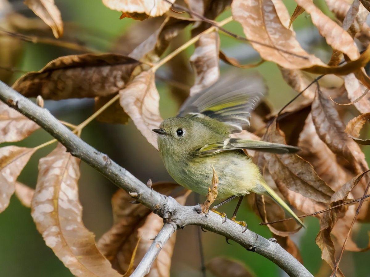 מלכילון אמריקני - ML646306881
