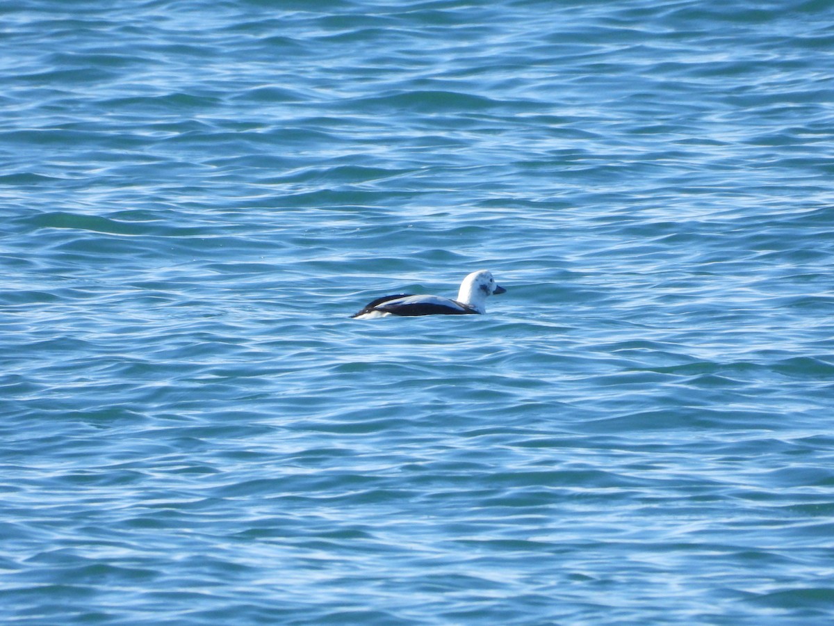 ברווז קרח - ML646306882