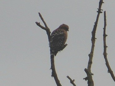 Red-shouldered Hawk - ML646306883