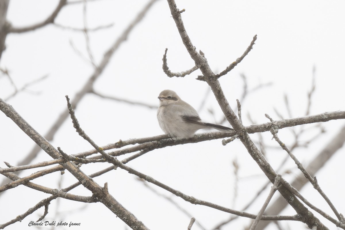Alcaudón Boreal - ML646306888