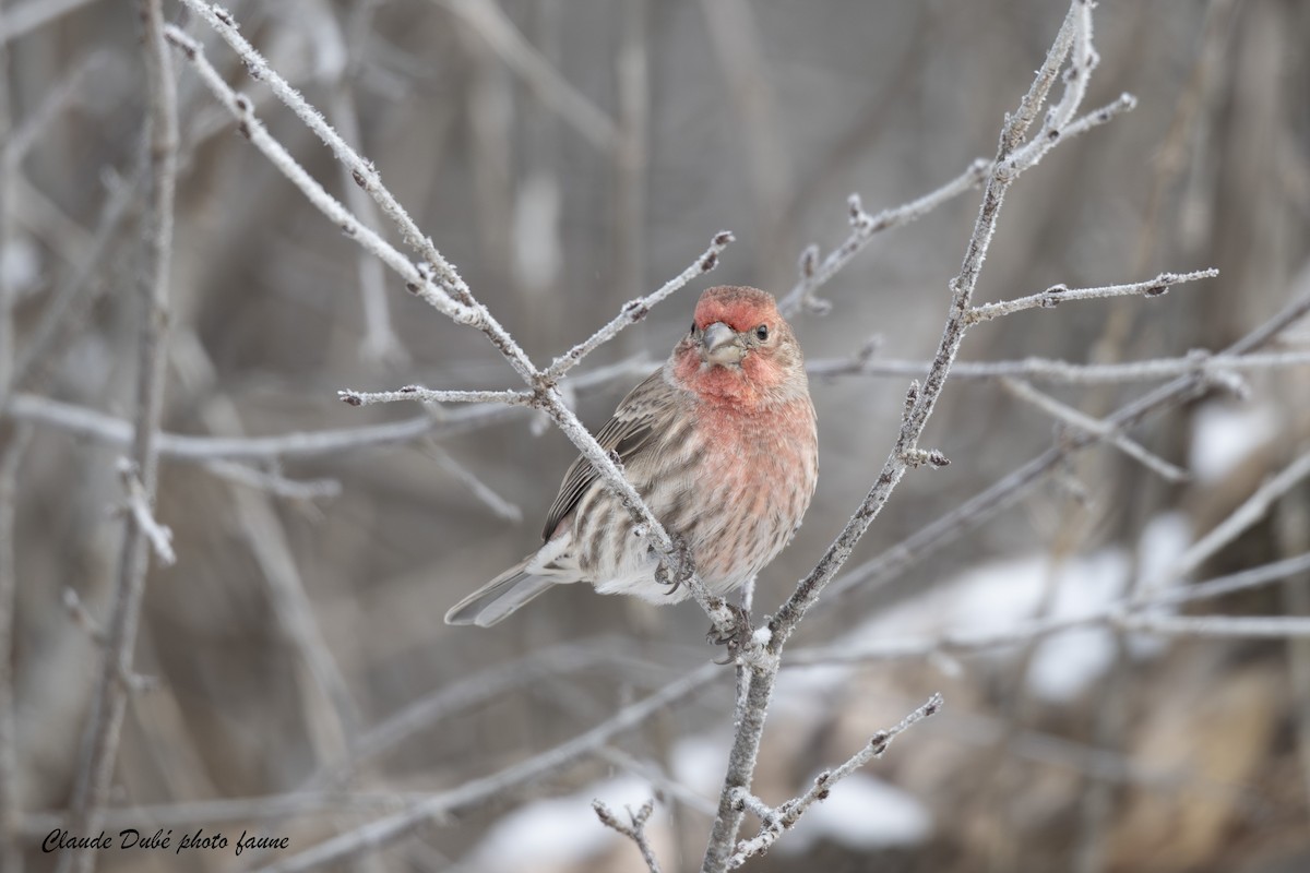 House Finch - ML646306898