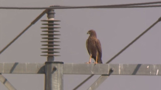 Dark Chanting-Goshawk - ML646306900