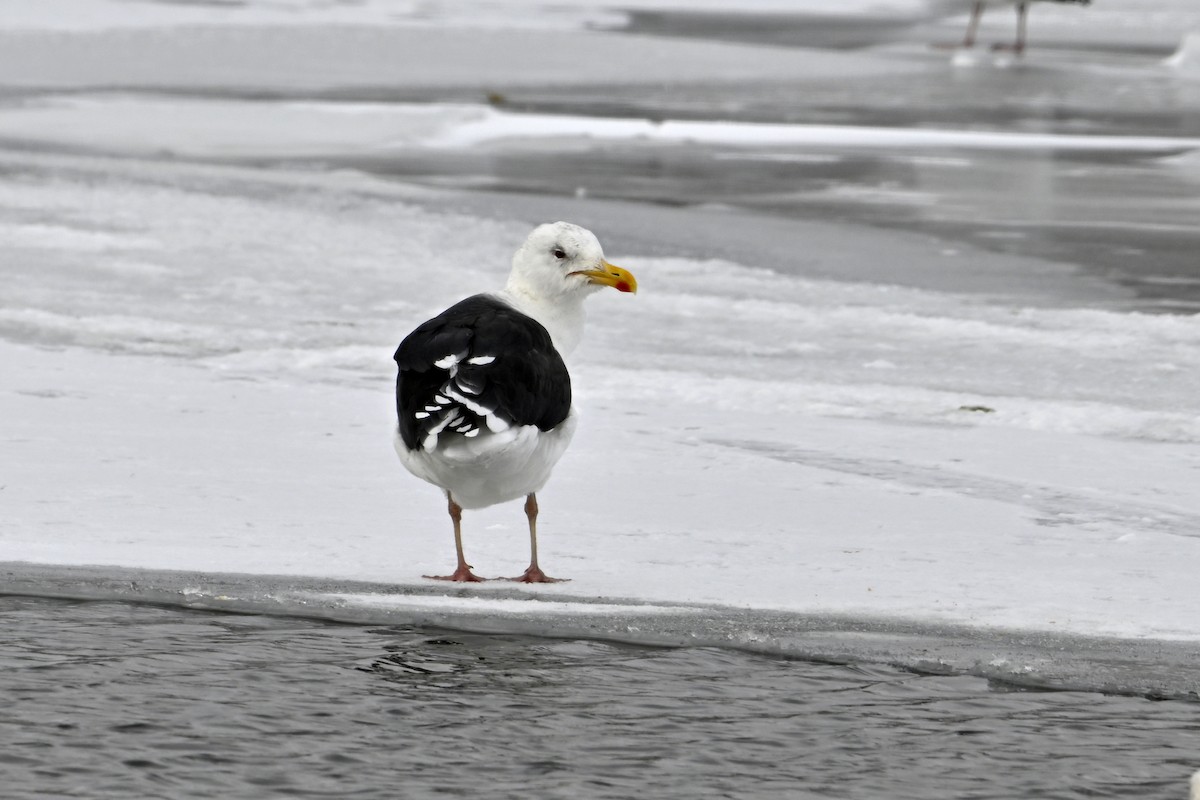 Kaio beltza - ML646306901