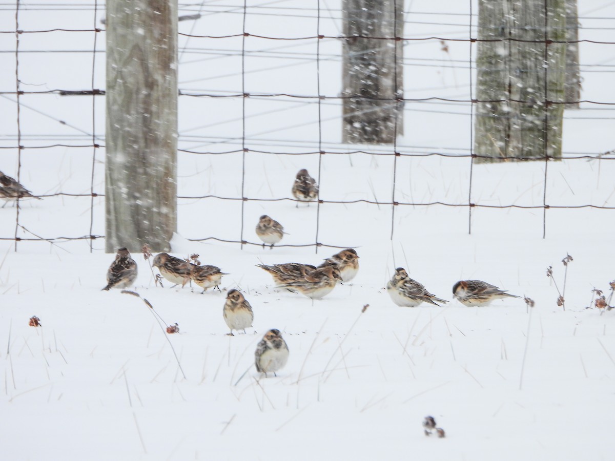 Буулгат хөмрөг - ML646306915