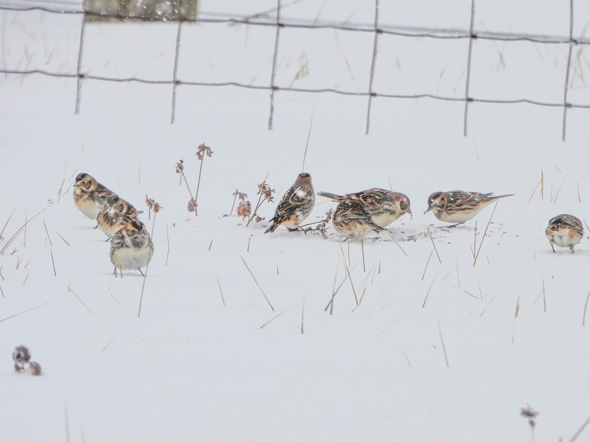 Буулгат хөмрөг - ML646306916