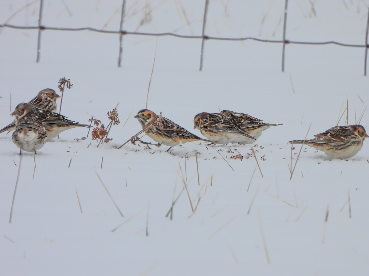 Буулгат хөмрөг - ML646306917