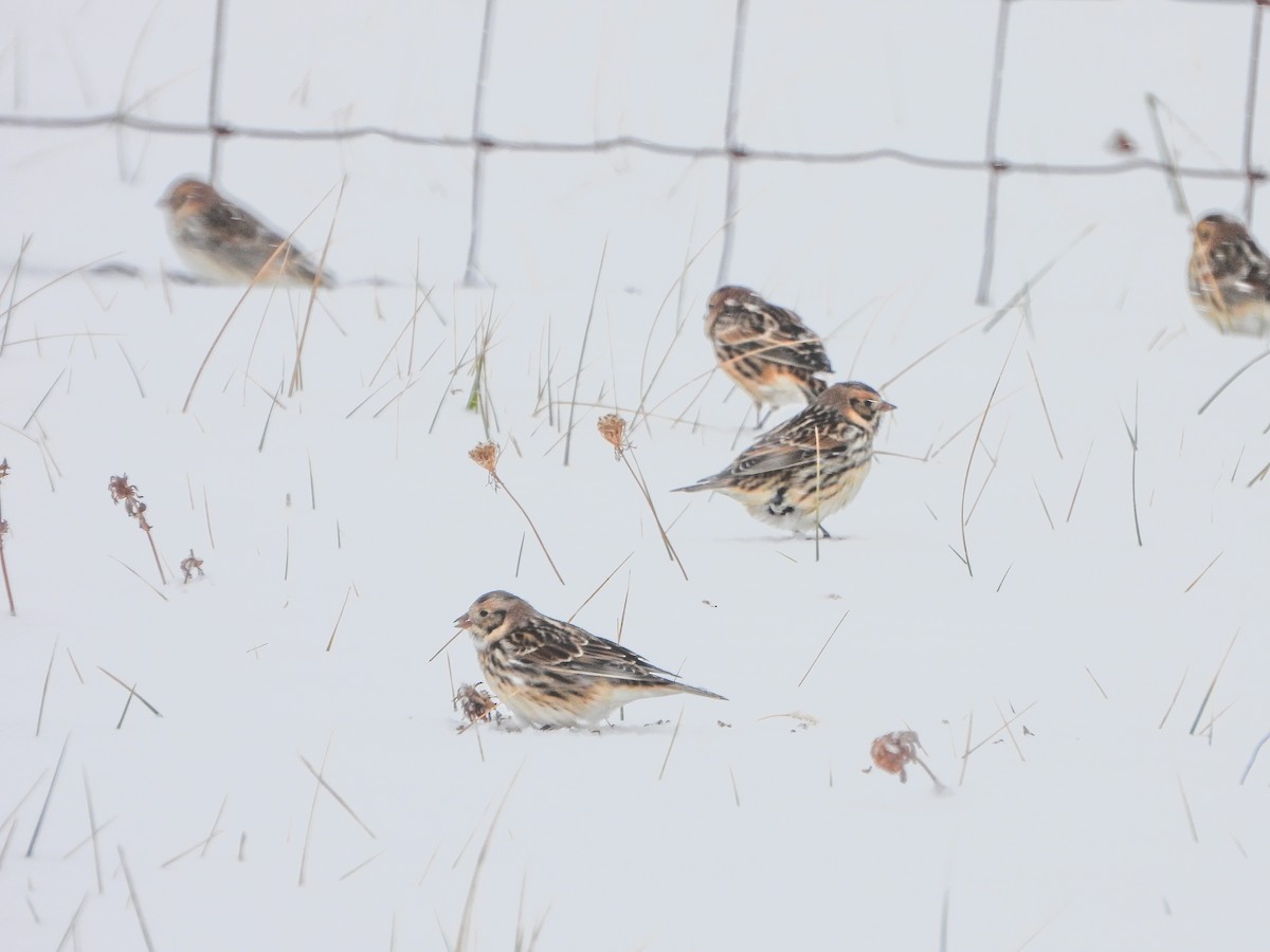 Буулгат хөмрөг - ML646306918