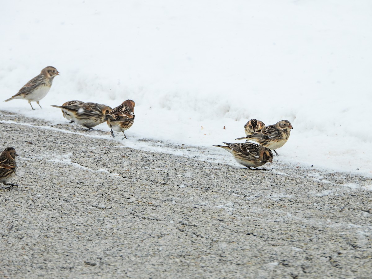 Буулгат хөмрөг - ML646306920