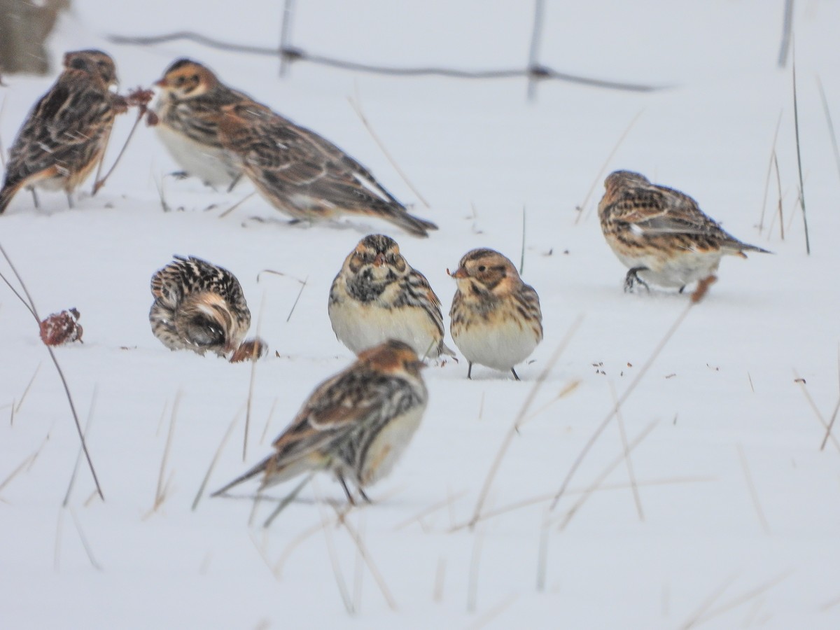 Буулгат хөмрөг - ML646306921