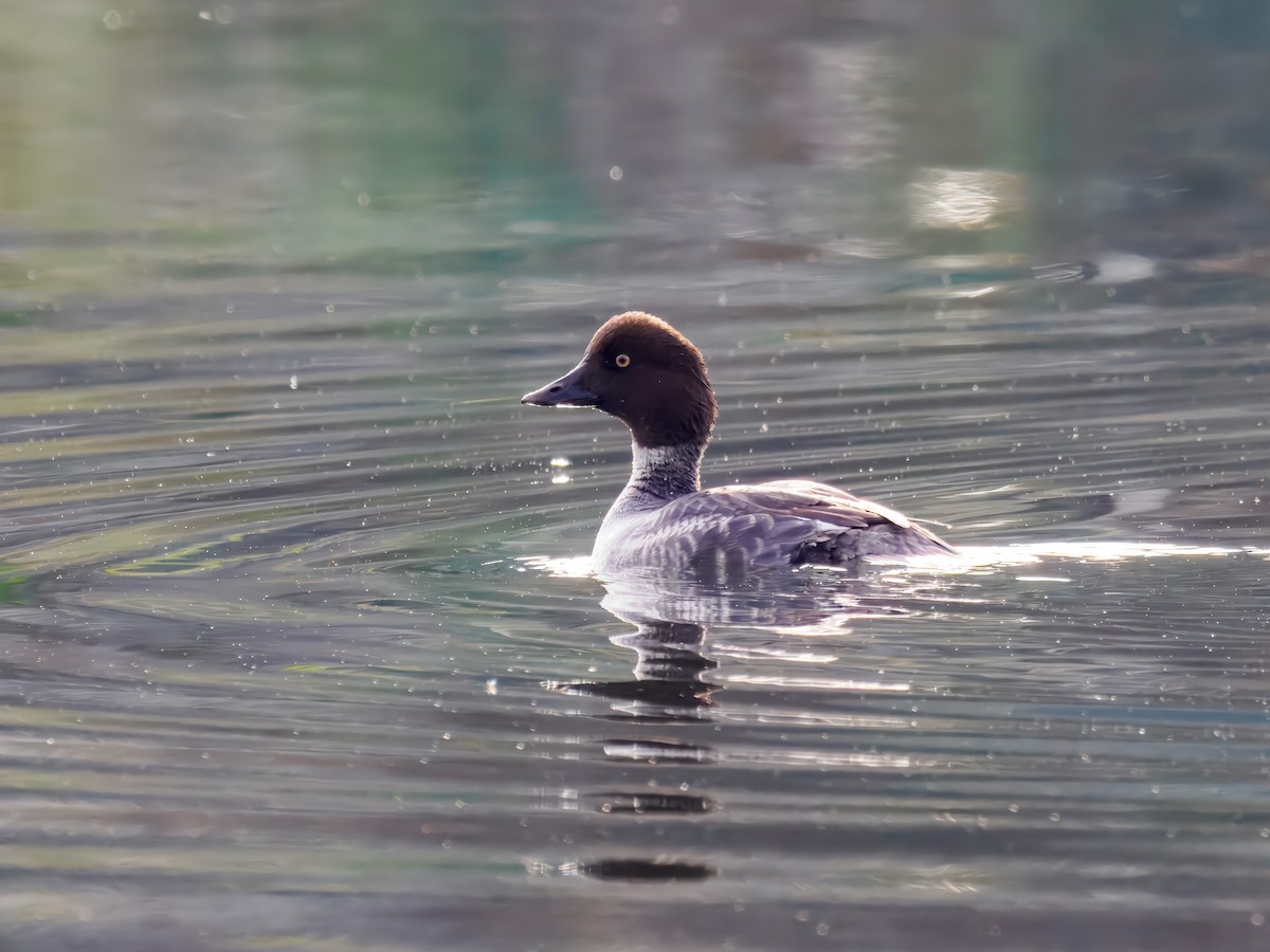 עבראש ירוק - ML646306923
