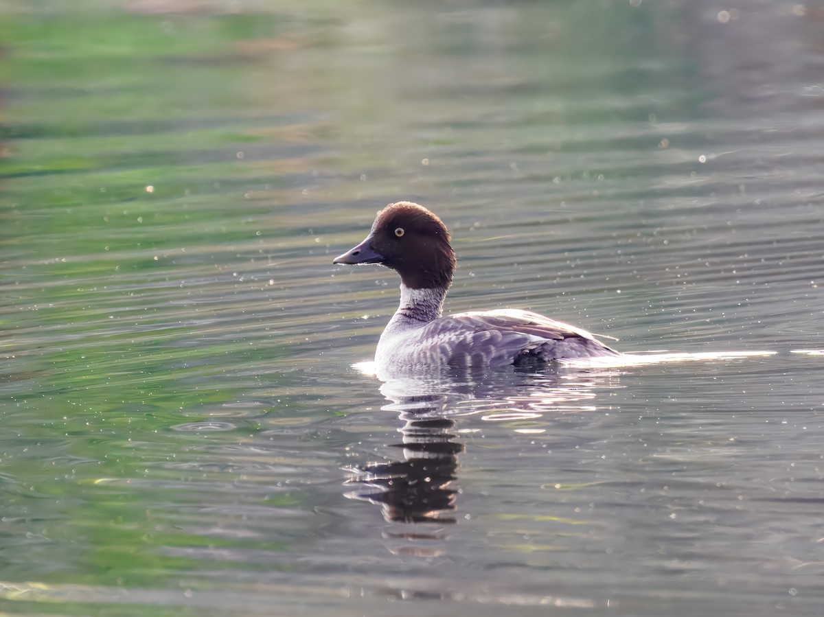 עבראש ירוק - ML646306924