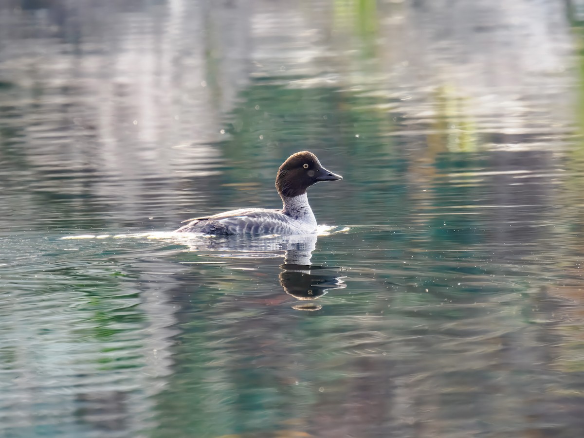 עבראש ירוק - ML646306925