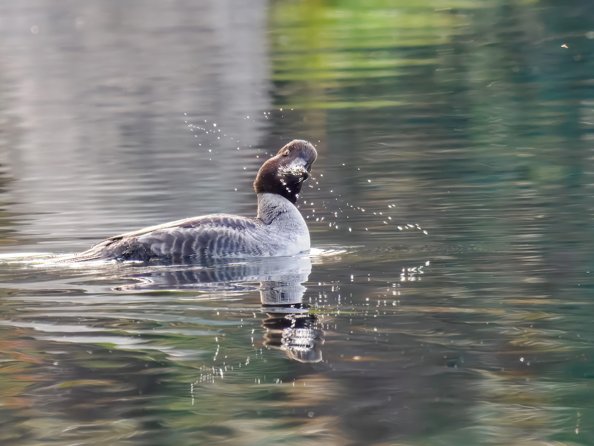 עבראש ירוק - ML646306926