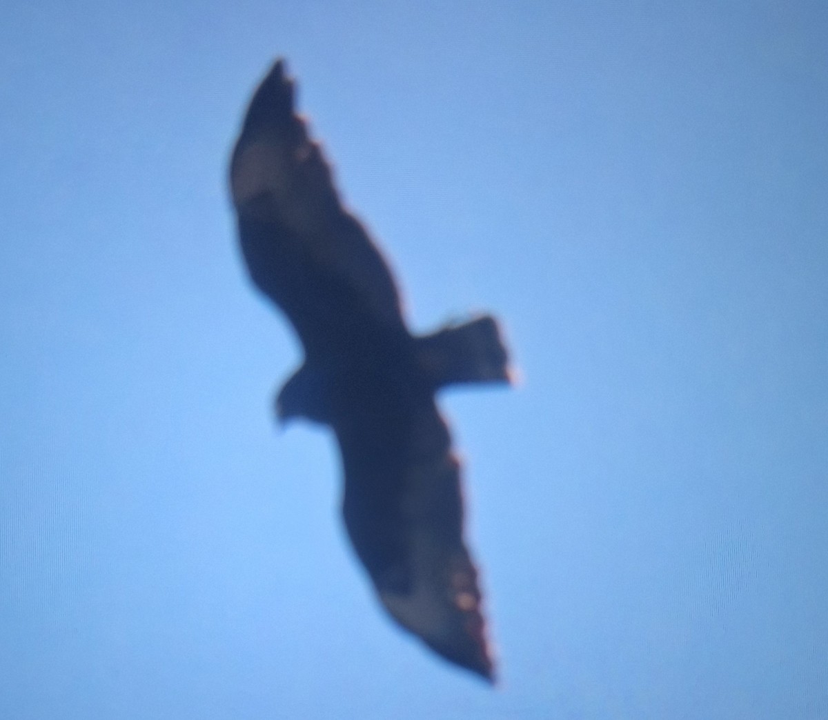 Short-tailed Hawk - ML646306927