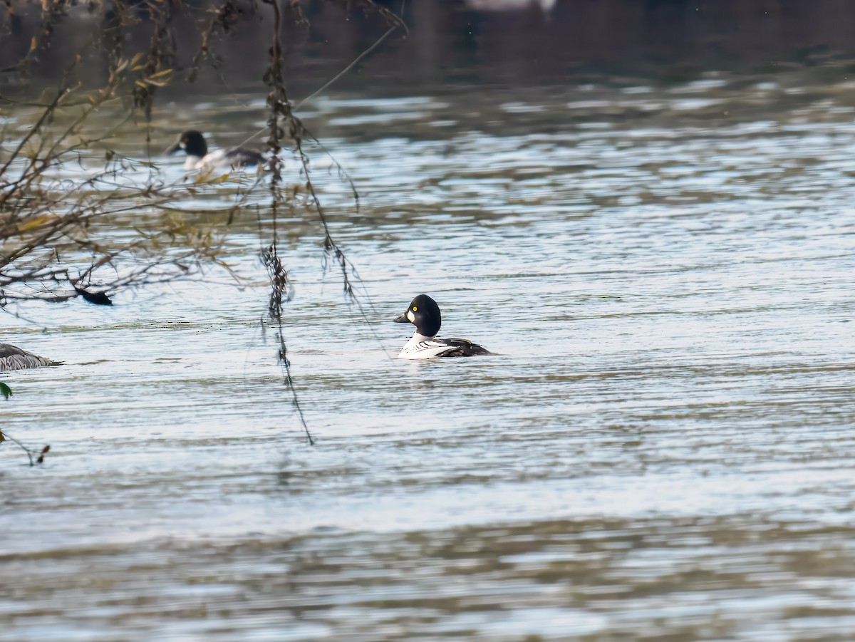 עבראש ירוק - ML646306928