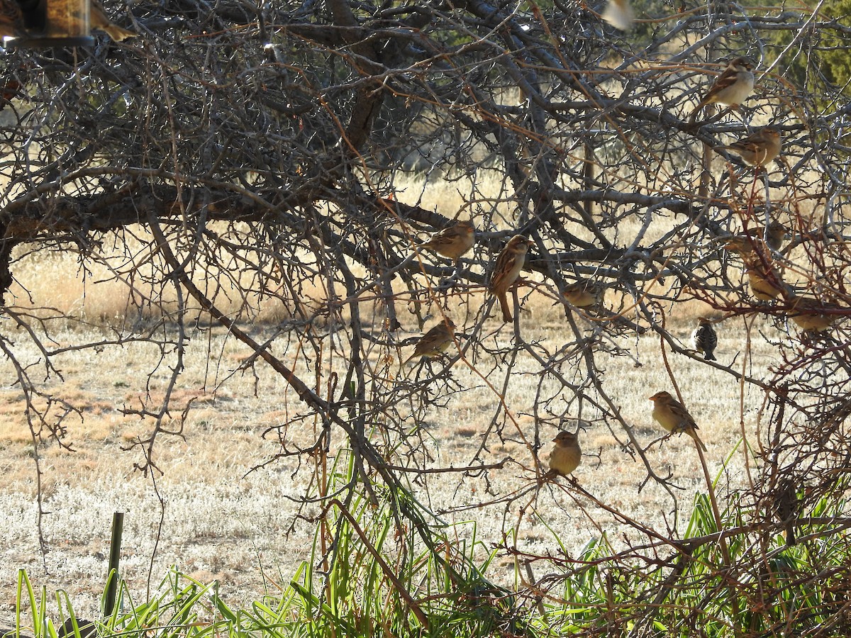 Gorrión Común - ML646306930
