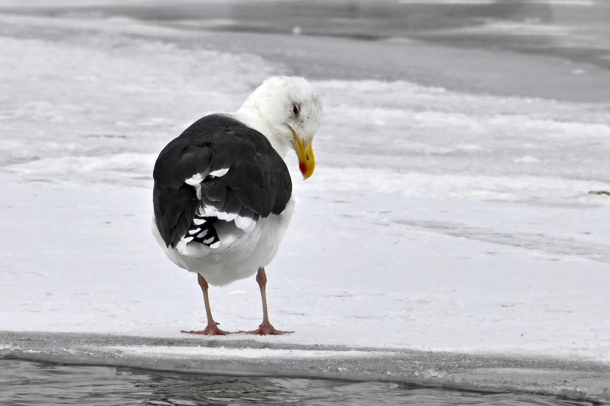 Kaio beltza - ML646306933