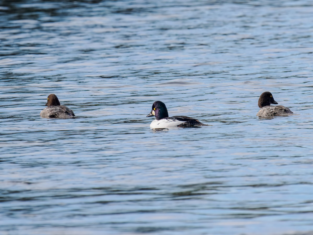עבראש ירוק - ML646306934