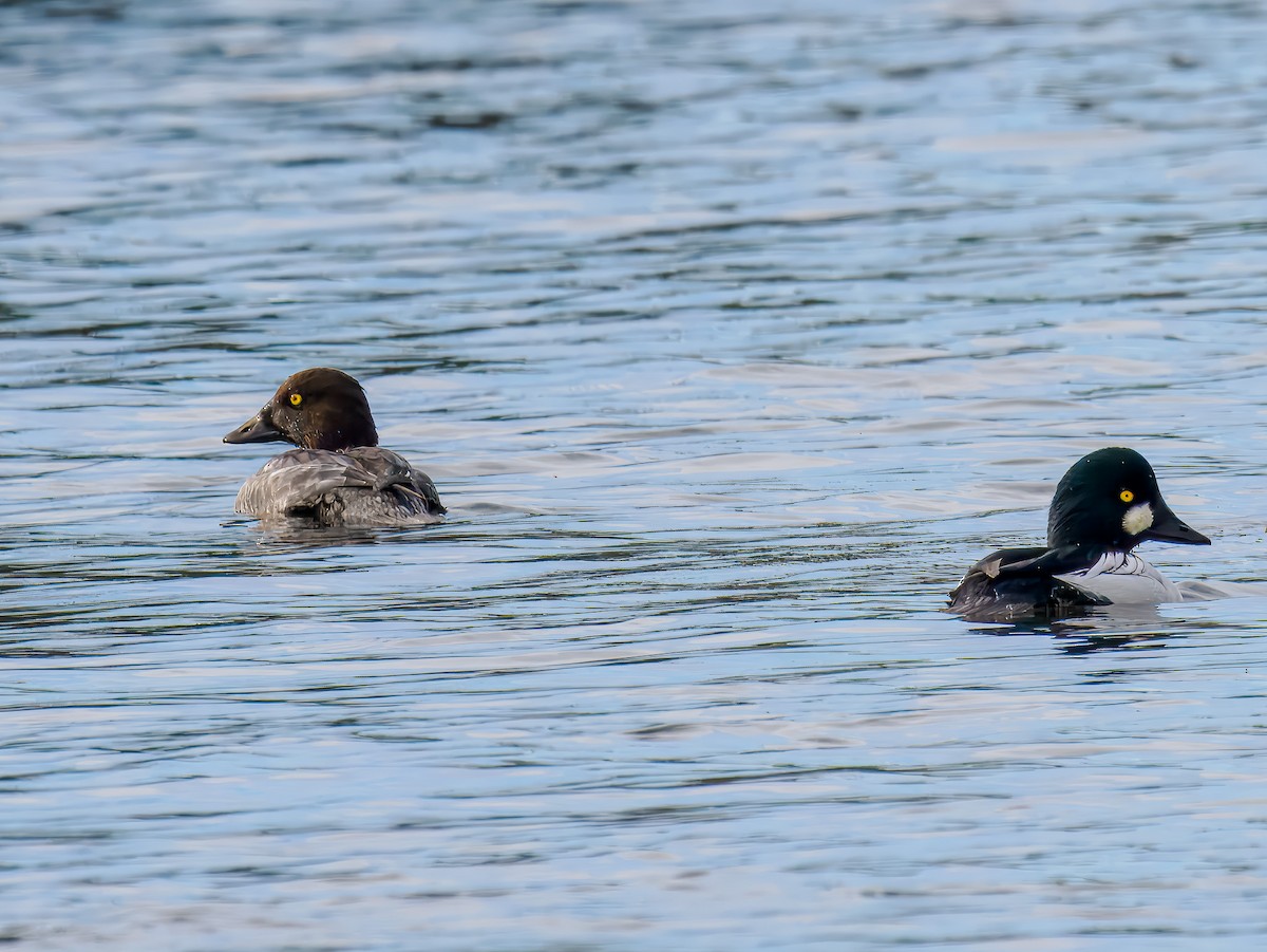 עבראש ירוק - ML646306935