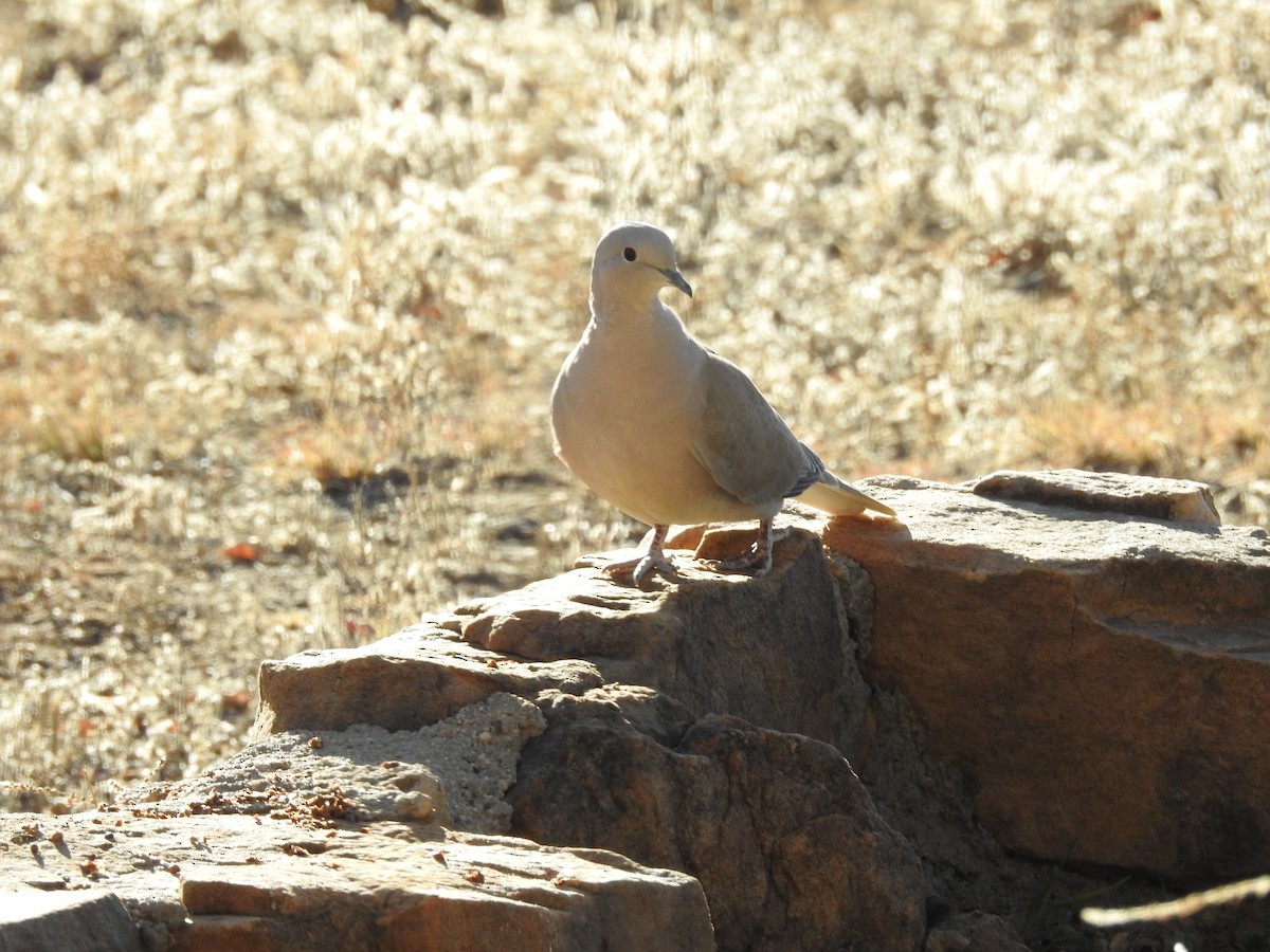 Tourterelle turque - ML646306936