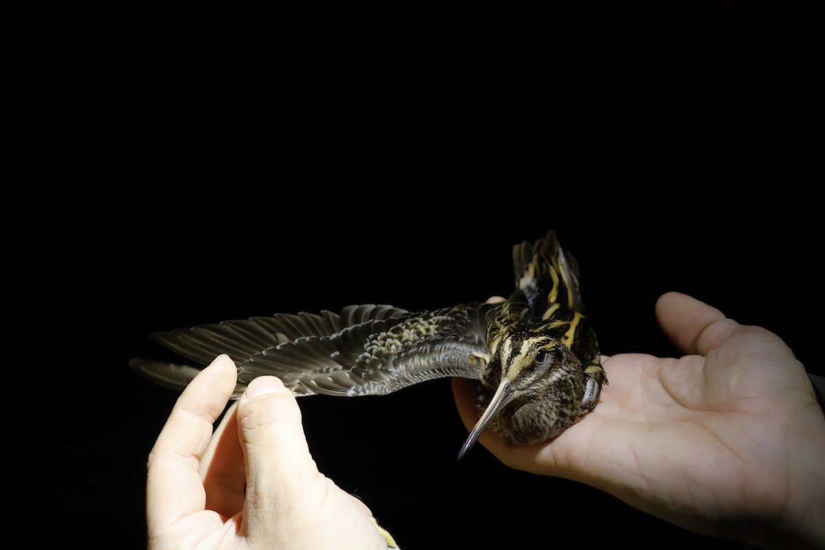 Jack Snipe - ML646306937