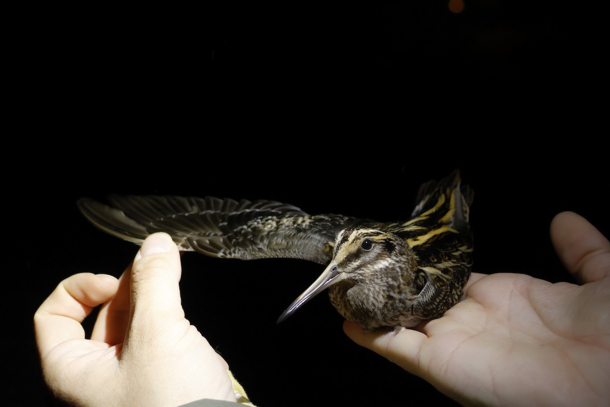 Jack Snipe - ML646306938