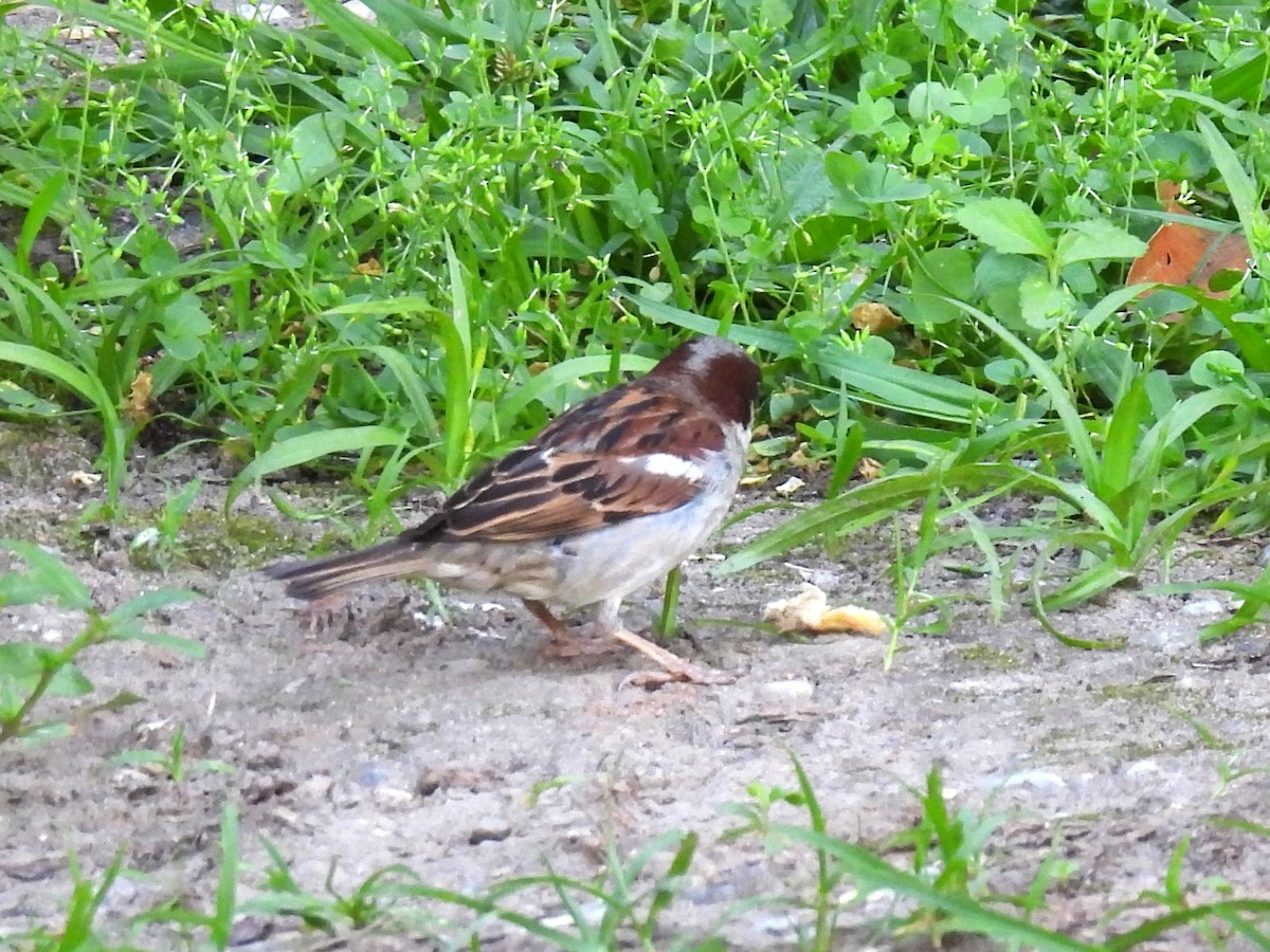 Gorrión Común - ML646306939