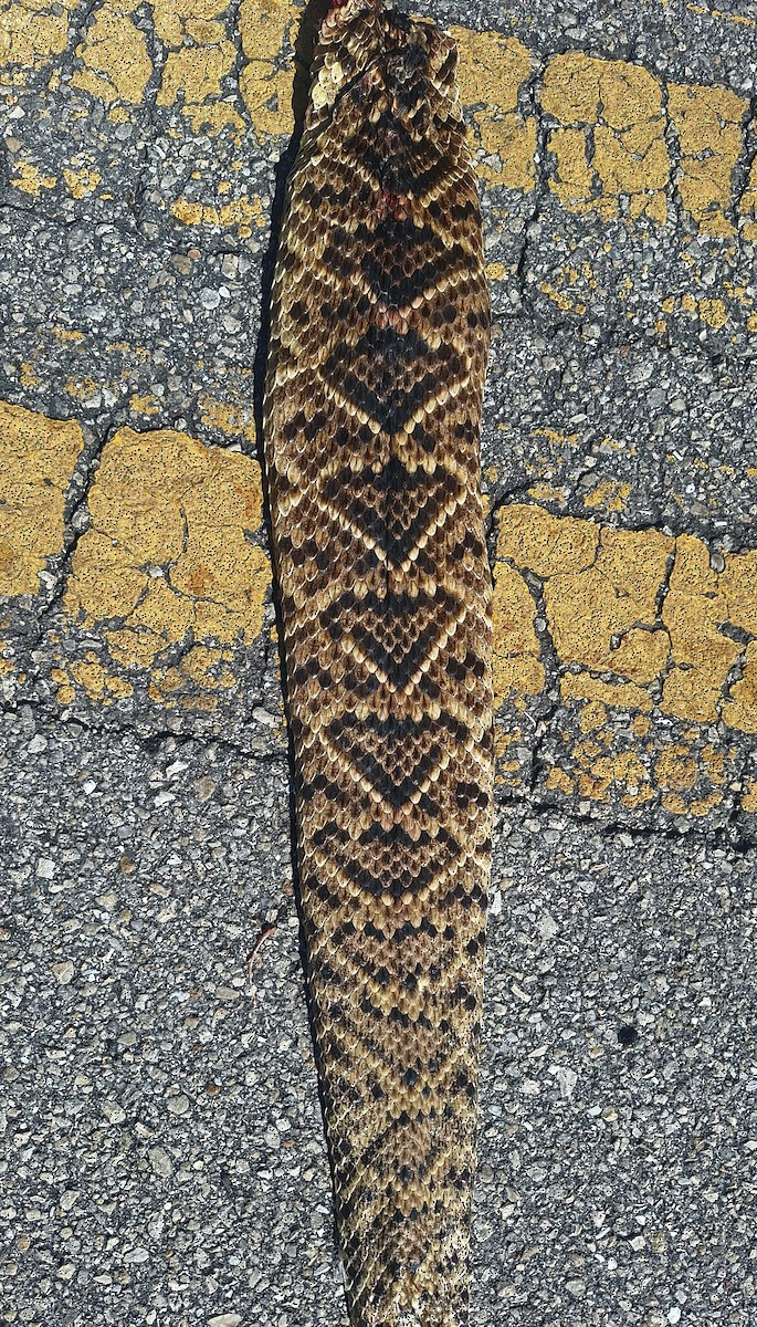 Animals - ML646306945