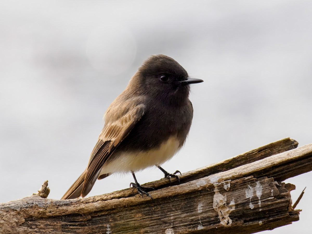 Black Phoebe - ML646306948