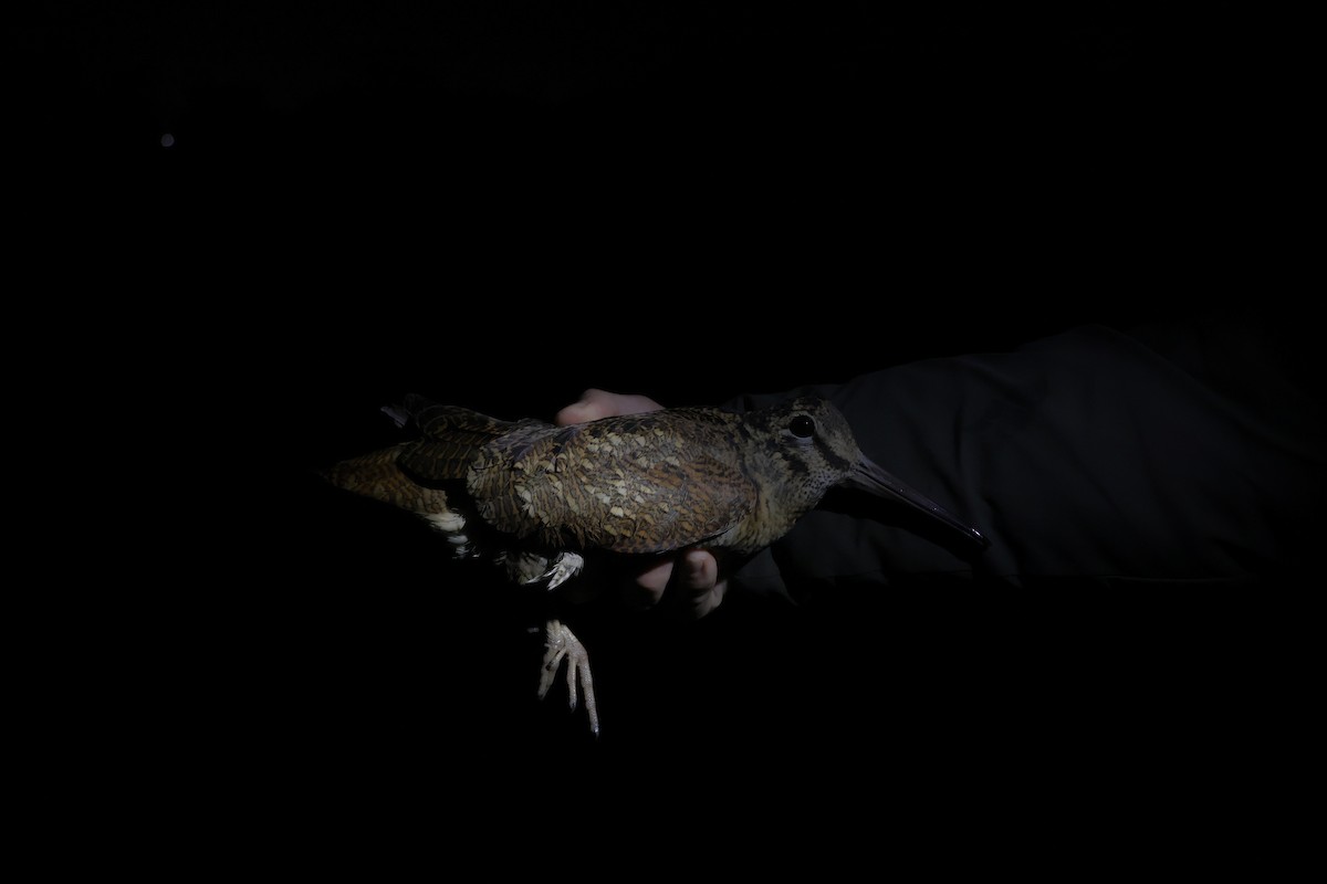 Eurasian Woodcock - ML646306949