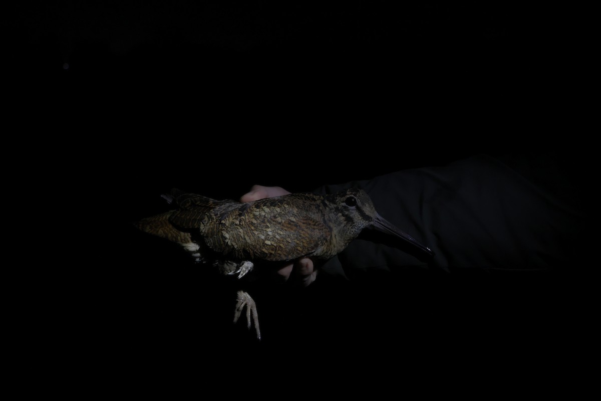 Eurasian Woodcock - ML646306950