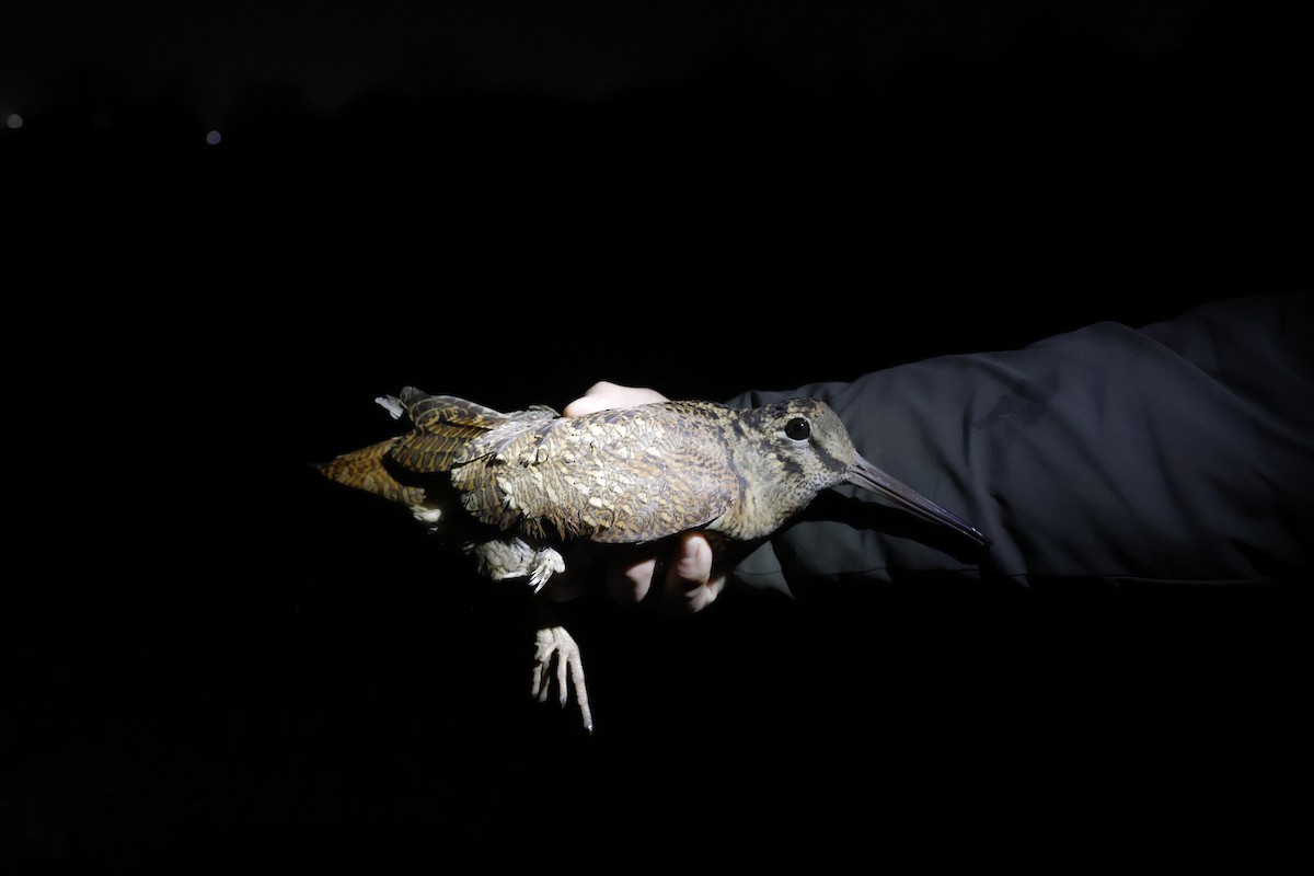 Eurasian Woodcock - ML646306953