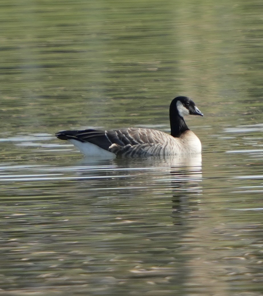 berneška malá - ML646306966