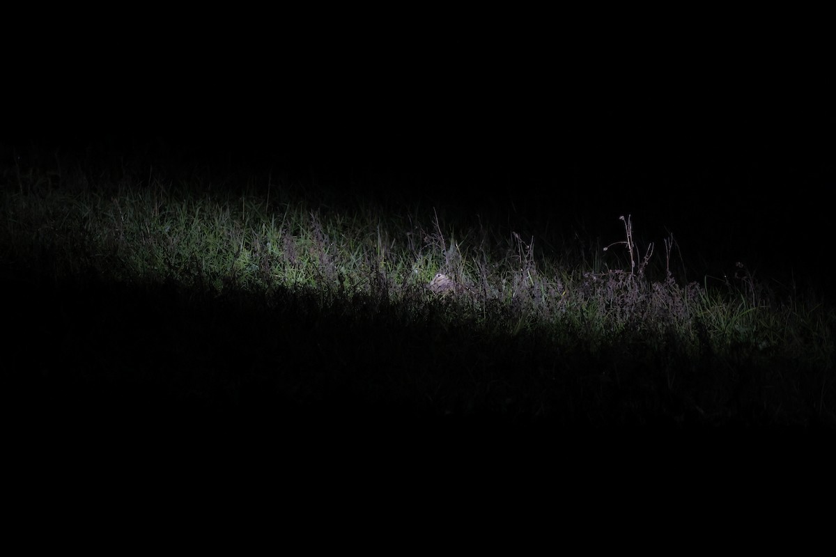 Eurasian Woodcock - ML646306968