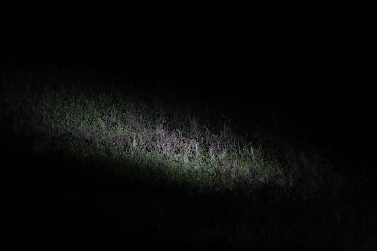 Eurasian Woodcock - ML646306970