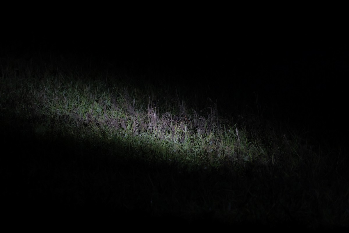 Eurasian Woodcock - ML646306971