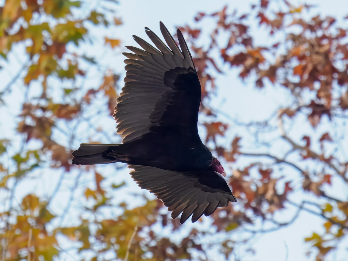 Turkey Vulture - ML646306974