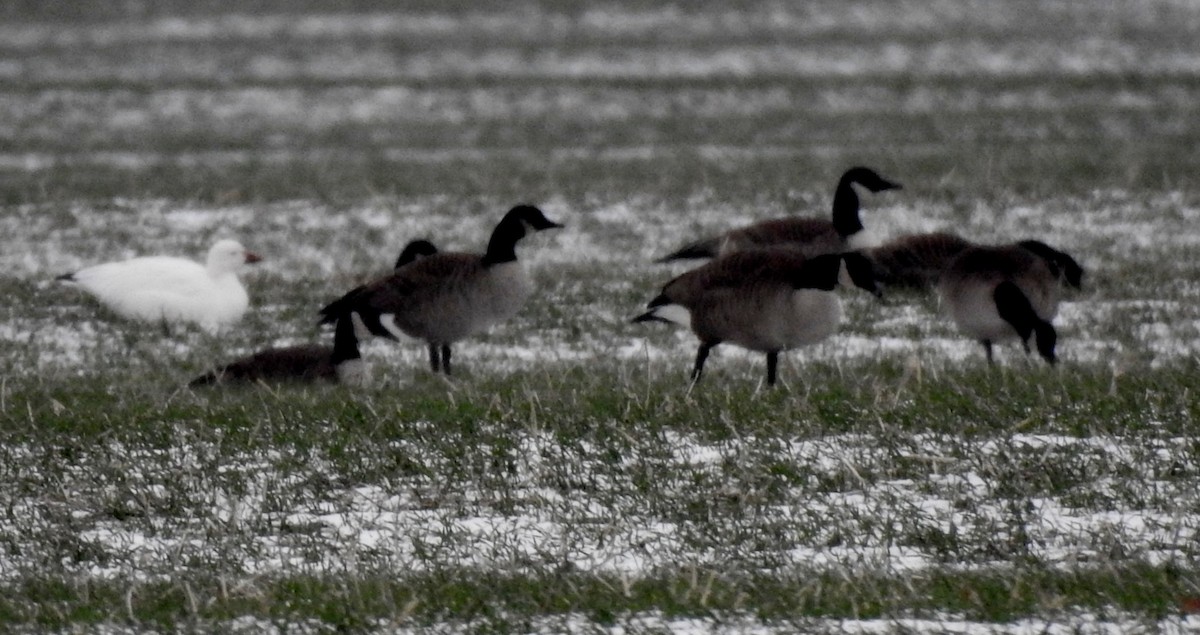 Snow Goose - ML646306979