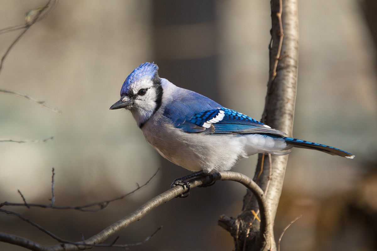 Blue Jay - ML646306980