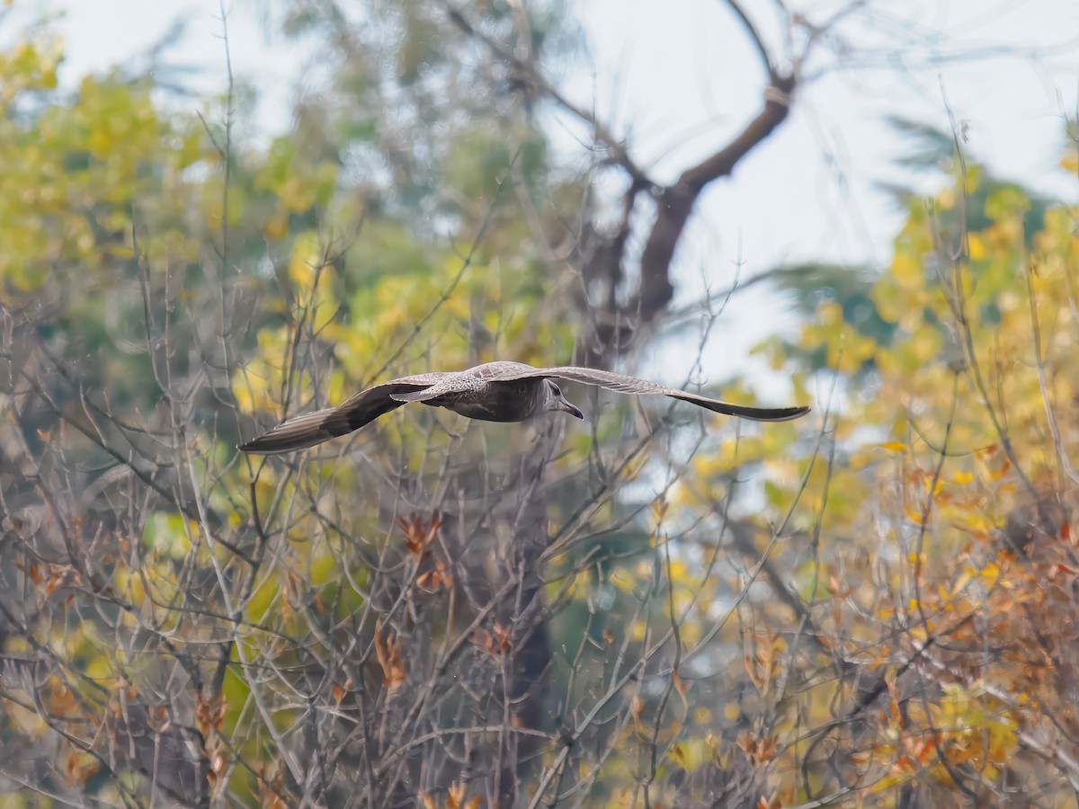 שחף עקוד-מקור - ML646306981