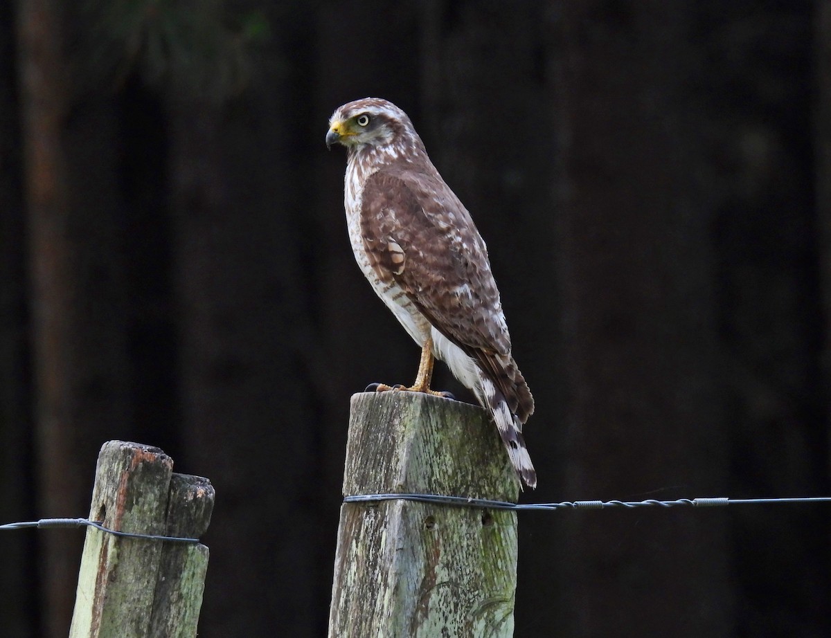 Roadside Hawk - ML646306983