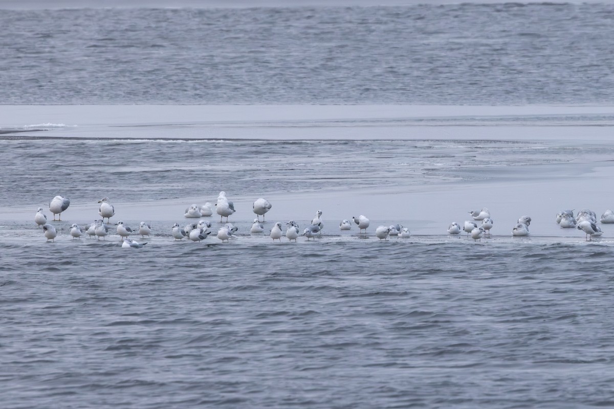 Bonaparte's Gull - ML646306985