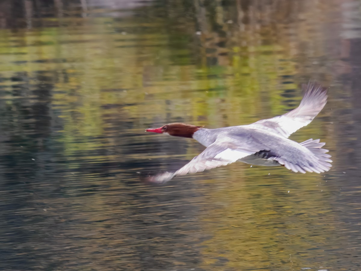 מרגון גדול - ML646306990