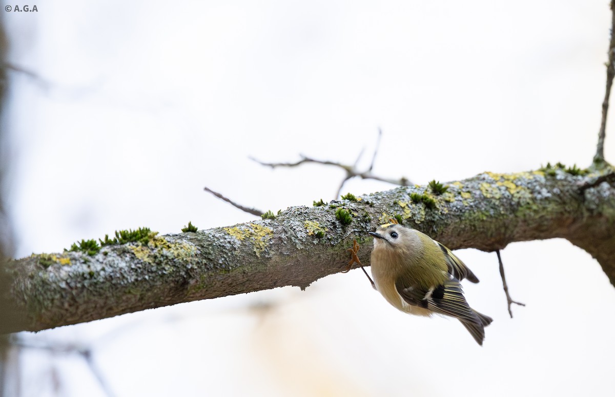 Goldcrest - ML646306993