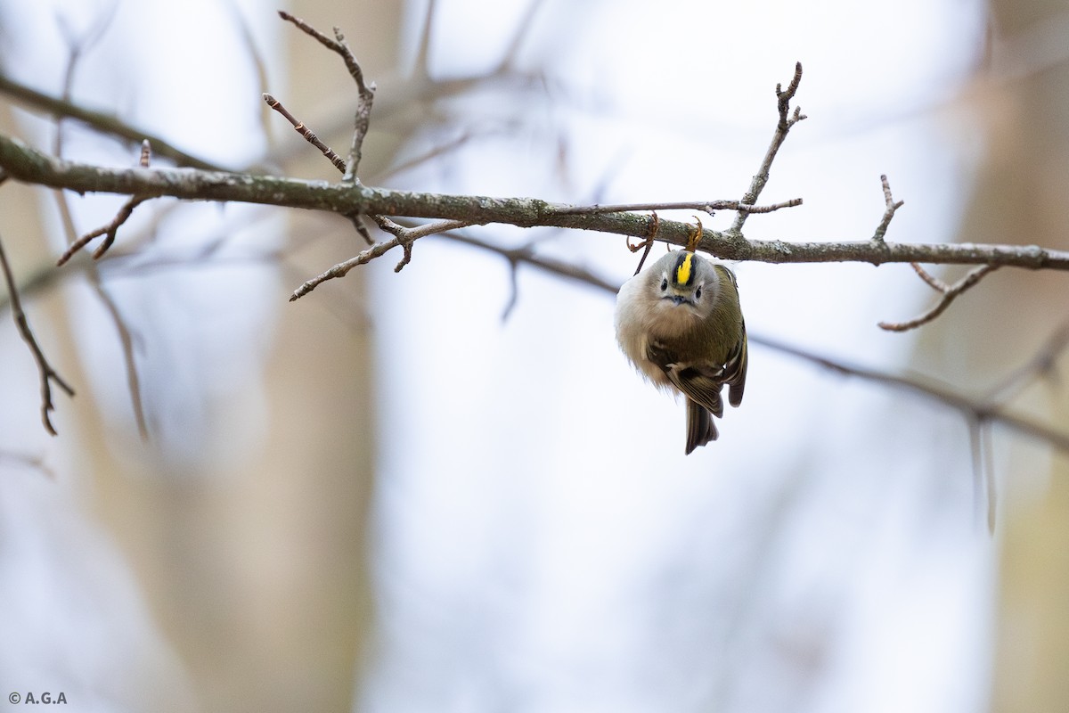 Goldcrest - ML646306994