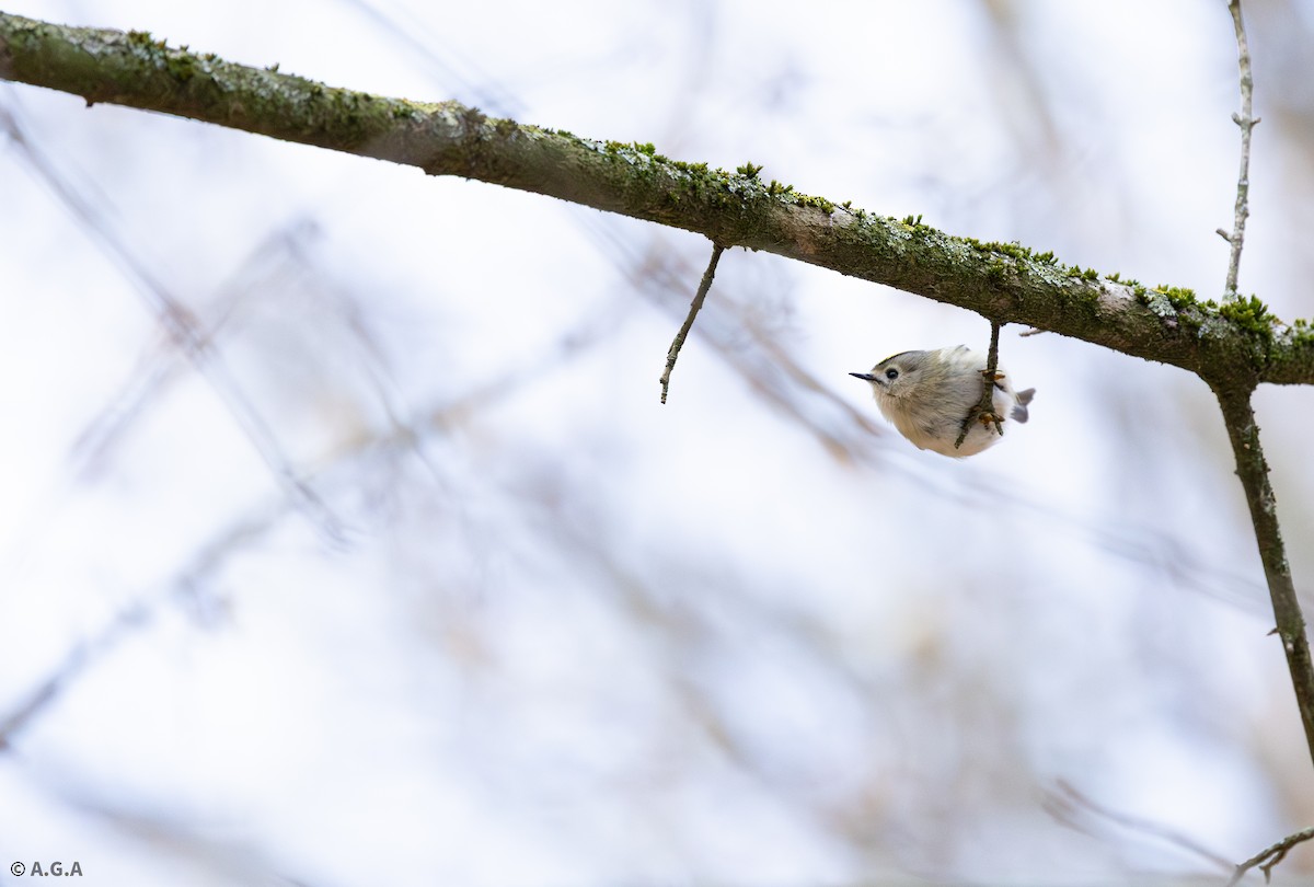 Goldcrest - ML646306995